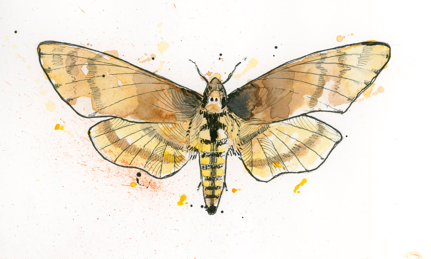 Death's Head Hawkmoth