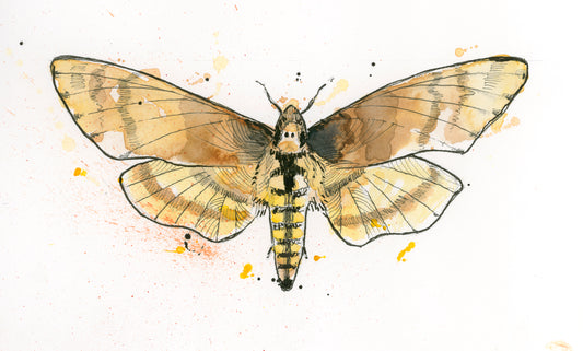 Death's Head Hawkmoth