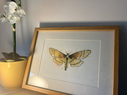 Death's Head Hawkmoth